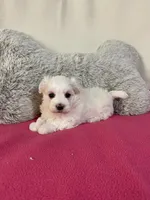 Winter, a female Maltese for sale in Liberty, MS – 2 of 3