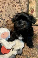 Pearl, a female Maltipoo for sale in Liberty, MS – 3 of 4