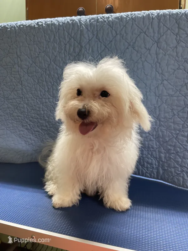 Leonard – Maltipoo puppy for sale in Liberty, MS