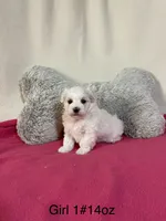Winter, a female Maltese for sale in Liberty, MS – 3 of 3