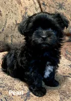 Pearl, a female Maltipoo for sale in Liberty, MS – 2 of 4
