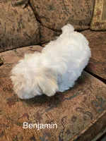 Benjamin , a male Maltese for sale in Liberty, MS – 2 of 7