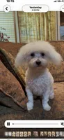 Leonard, a male Maltipoo for sale in Liberty, MS – 2 of 9