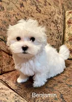 Benjamin , a male Maltese for sale in Liberty, MS – 1 of 7