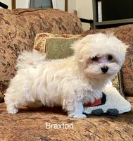 Braxton, a male Maltese for sale in Liberty, MS – 2 of 7