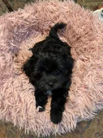 Pearl, a female Maltipoo for sale in Liberty, MS – 6 of 10