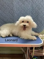 Leonard, a male Maltipoo for sale in Liberty, MS – 2 of 9