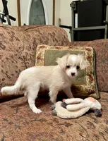 Oliver, a male Cavalier King Charles Spaniel and Maltese for sale in Liberty, MS – 3 of 8