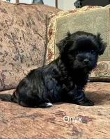 Onyx, a female Maltipoo for sale in Liberty, MS – 2 of 3