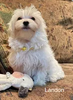 Landon, a male Maltipoo for sale in Liberty, MS – 2 of 7