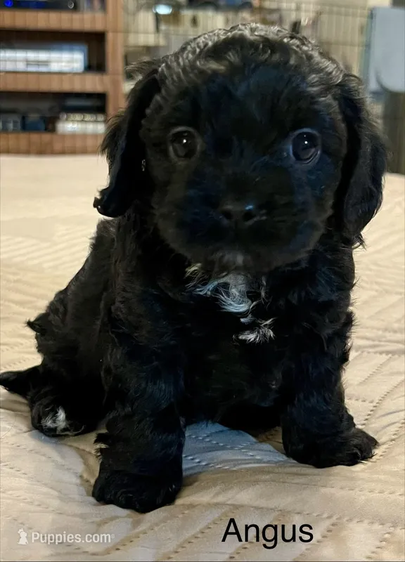 Angus – Cavapoo puppy for sale in Liberty, MS