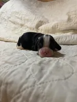 Alabama (Ali), a female Cavalier King Charles Spaniel for sale in Liberty, MS – 5 of 5