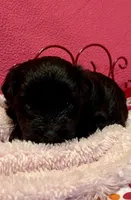 Dolly, a female Maltipoo for sale in Liberty, MS – 2 of 7