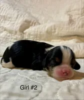 Alabama (Ali), a female Cavalier King Charles Spaniel for sale in Liberty, MS – 4 of 5