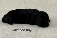 Angus, a male Cavapoo for sale in Liberty, MS – 3 of 3