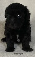 Midnight, a male Poodle - Toy  for sale in Liberty, MS – 2 of 4