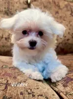 Winter (AKC), a female Maltese for sale in Liberty, MS – 2 of 9