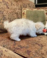 Blain, a male Maltese for sale in Liberty, MS – 4 of 7