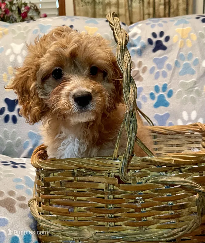 Bubba – Cavapoo puppy for sale in Liberty, MS