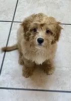 Bubba, a male Cavapoo for sale in Liberty, MS – Photo 3 of 3