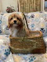 Bubba, a male Cavapoo for sale in Liberty, MS – Photo 2 of 3