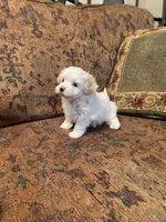 Landon, a male Maltipoo for sale in Liberty, MS – 7 of 7