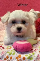 Winter, a female Maltese for sale in Liberty, MS – 9 of 9