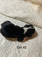 Alabama (Ali), a female Cavalier King Charles Spaniel for sale in Liberty, MS – 3 of 5