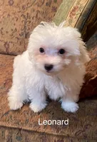 Leonard, a male Maltipoo for sale in Liberty, MS – 2 of 9