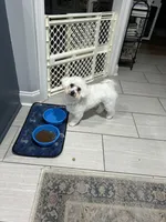 Nugget, a male Maltipoo for sale in Liberty, MS – Photo 2 of 2
