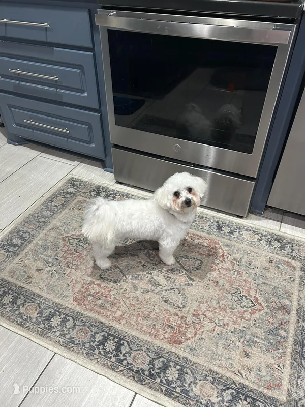 Nugget – Maltipoo puppy for sale in Liberty, MS