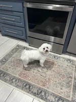 Nugget, a male Maltipoo for sale in Liberty, MS – Photo 1 of 2