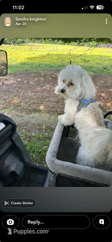 Cooper – Maltipoo puppy for sale in Liberty, MS