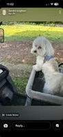Cooper, a male Maltipoo for sale in Liberty, MS – 1 of 2