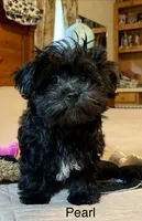 Pearl, a female Maltipoo for sale in Liberty, MS – 3 of 10