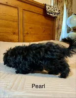 Pearl, a female Maltipoo for sale in Liberty, MS – 4 of 10