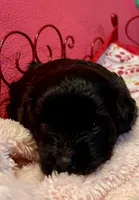 Dolly, a female Maltipoo for sale in Liberty, MS – 4 of 7