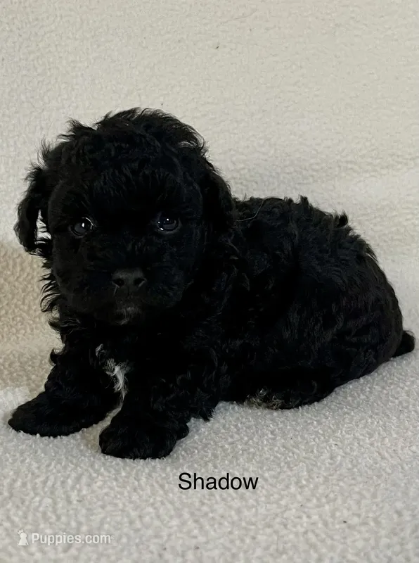Shadow – Poodle - Toy  puppy for sale in Liberty, MS