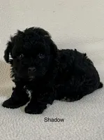Shadow, a male Poodle - Toy  for sale in Liberty, MS – 1 of 3