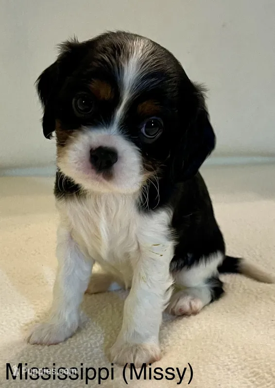 Mississippi (Missy) – Cavalier King Charles Spaniel puppy for sale in Liberty, MS