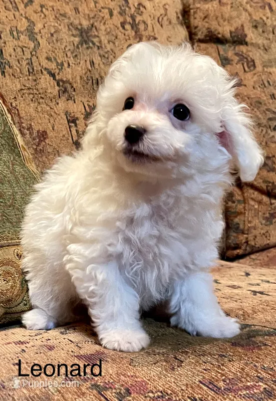 Leonard – Maltipoo puppy for sale in Liberty, MS