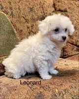 Leonard, a male Maltipoo for sale in Liberty, MS – 4 of 4