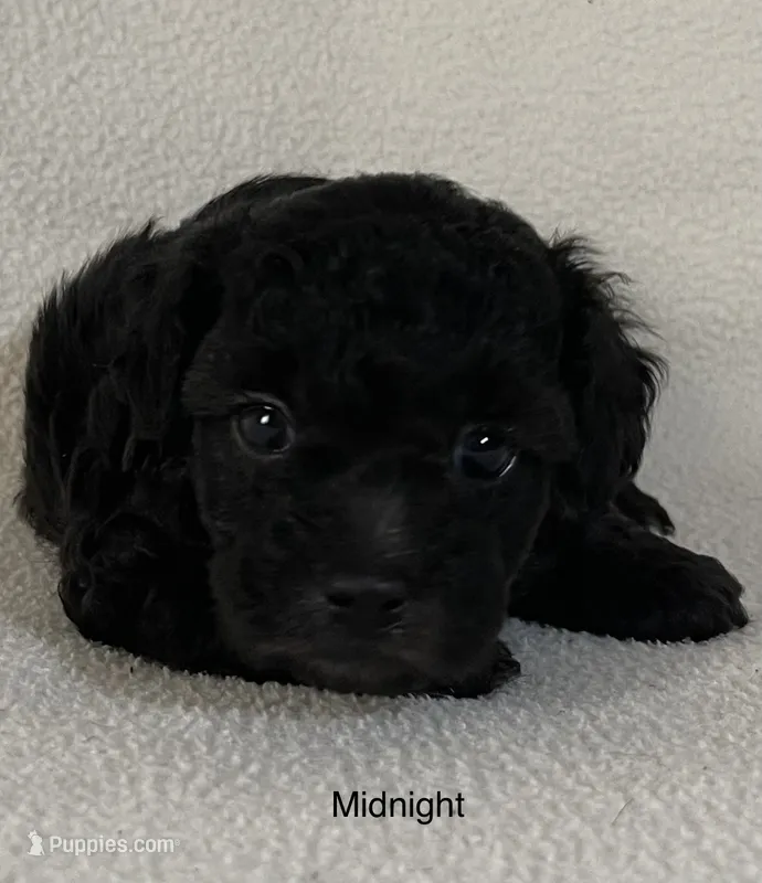 Midnight – Poodle - Toy  puppy for sale in Liberty, MS