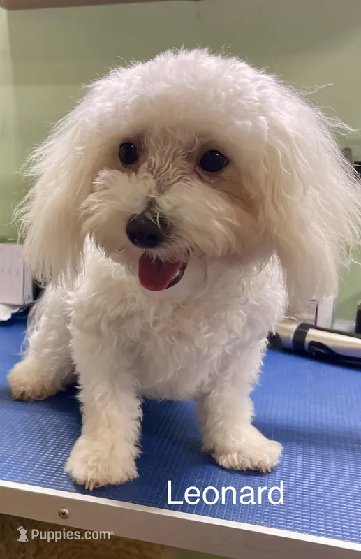 Leonard – Maltipoo puppy for sale in Liberty, MS