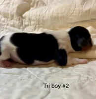 California (Cal), a male Cavalier King Charles Spaniel for sale in Liberty, MS – 2 of 3