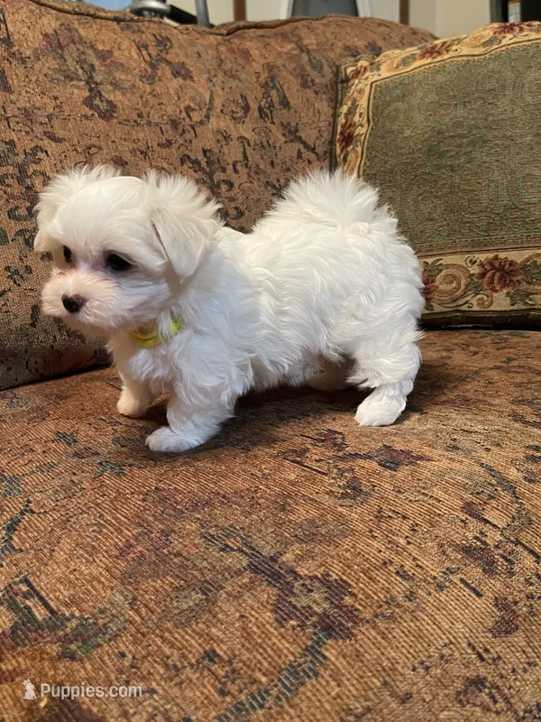 Beth – Maltese puppy for sale in Liberty, MS