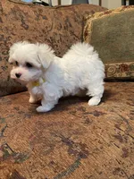 Beth, a female Maltese for sale in Liberty, MS – 3 of 3