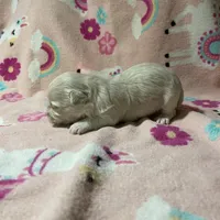 Summer’s Meadow, a female Maltipoo for sale in Liberty, MS – Photo 8 of 10