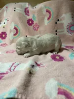 Summer’s Meadow, a female Maltipoo for sale in Liberty, MS – Photo 3 of 4