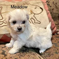 Summer’s Meadow, a female Maltipoo for sale in Liberty, MS – Photo 5 of 10